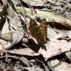 Geitoneura acantha at Paddys River, ACT - 5 Feb 2023