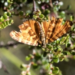 Chrysolarentia chrysocyma (Small Radiating Carpet) at Namadgi National Park - 5 Feb 2023 by JudithRoach