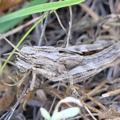 Peakesia hospita (Common Peakesia Grasshopper) at Crace Grasslands - 15 Feb 2023 by trevorpreston