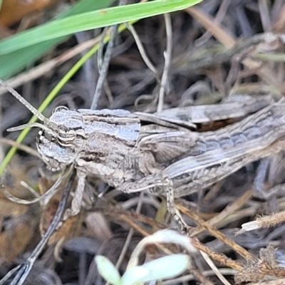 Peakesia hospita (Common Peakesia Grasshopper) at Crace Grasslands - 15 Feb 2023 by trevorpreston