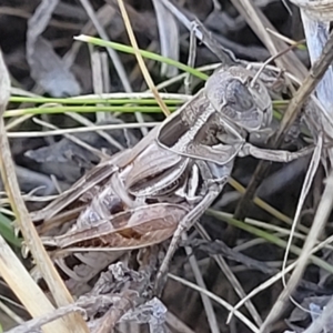 Brachyexarna lobipennis at Lyneham, ACT - 15 Feb 2023 04:07 PM