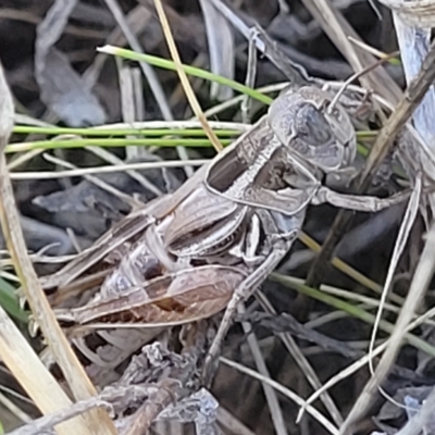 Brachyexarna lobipennis (Stripewinged meadow grasshopper) at Crace Grasslands - 15 Feb 2023 by trevorpreston