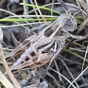 Brachyexarna lobipennis at Lyneham, ACT - 15 Feb 2023