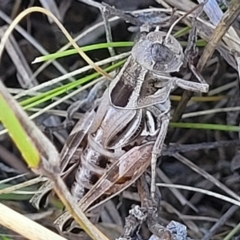 Brachyexarna lobipennis at Lyneham, ACT - 15 Feb 2023