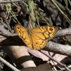 Geitoneura acantha (Ringed Xenica) at Tidbinbilla Nature Reserve - 5 Feb 2023 by JudithRoach