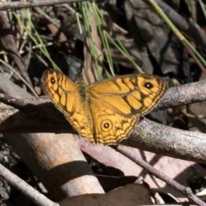 Geitoneura acantha at Paddys River, ACT - 5 Feb 2023 11:10 AM