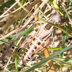 Brachyexarna lobipennis (Stripewinged meadow grasshopper) at Crace Grasslands - 15 Feb 2023 by trevorpreston
