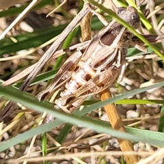 Brachyexarna lobipennis at Lyneham, ACT - 15 Feb 2023 04:05 PM