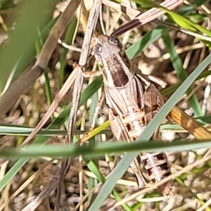 Brachyexarna lobipennis at Lyneham, ACT - 15 Feb 2023 04:05 PM