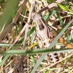 Brachyexarna lobipennis at Lyneham, ACT - 15 Feb 2023