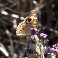 Junonia villida (Meadow Argus) at Paddys River, ACT - 14 Feb 2023 by JudithRoach