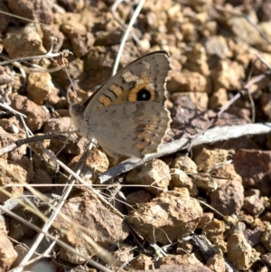 Junonia villida at Paddys River, ACT - 15 Feb 2023