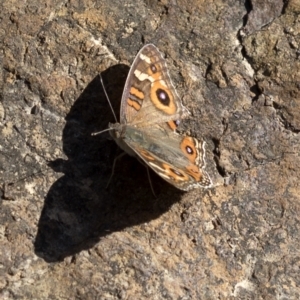 Junonia villida at Paddys River, ACT - 15 Feb 2023