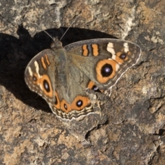 Junonia villida at Paddys River, ACT - 15 Feb 2023