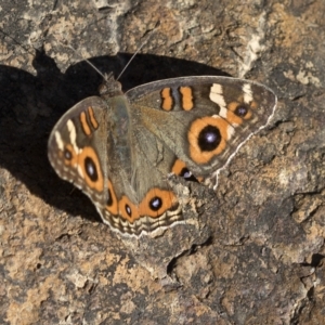 Junonia villida at Paddys River, ACT - 15 Feb 2023