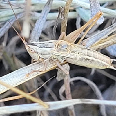 Conocephalus upoluensis (Meadow Katydid) at Lyneham, ACT - 15 Feb 2023 by trevorpreston