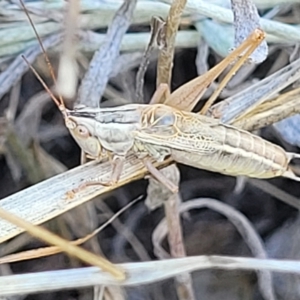 Conocephalus upoluensis at Lyneham, ACT - 15 Feb 2023