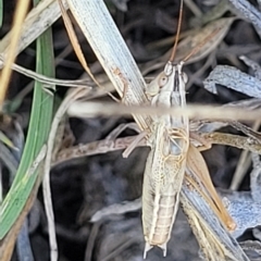 Conocephalus upoluensis at Lyneham, ACT - 15 Feb 2023 04:05 PM