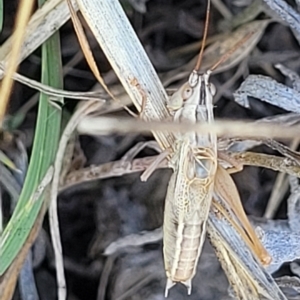 Conocephalus upoluensis at Lyneham, ACT - 15 Feb 2023