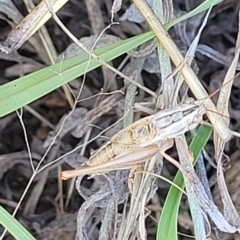 Conocephalus upoluensis at Lyneham, ACT - 15 Feb 2023