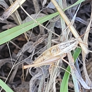 Conocephalus upoluensis at Lyneham, ACT - 15 Feb 2023