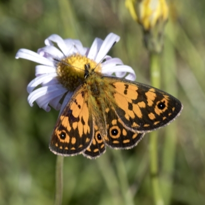 Oreixenica orichora (Spotted Alpine Xenica) at Cotter River, ACT - 6 Feb 2023 by JudithRoach