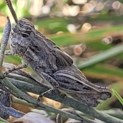 Peakesia hospita (Common Peakesia Grasshopper) at Crace Grasslands - 15 Feb 2023 by trevorpreston