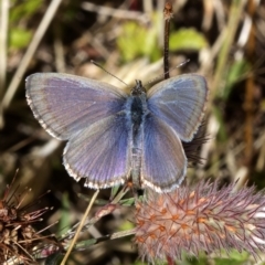 Zizina otis (Common Grass-Blue) at Cotter River, ACT - 6 Feb 2023 by JudithRoach