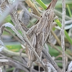 Peakesia hospita at Lyneham, ACT - 15 Feb 2023 04:03 PM