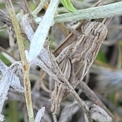 Peakesia hospita at Lyneham, ACT - 15 Feb 2023 04:03 PM