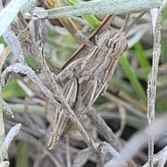 Peakesia hospita at Lyneham, ACT - 15 Feb 2023