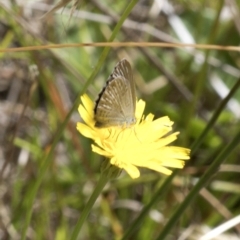 Zizina otis (Common Grass-Blue) at Paddys River, ACT - 5 Feb 2023 by JudithRoach