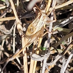 Conocephalus upoluensis (Meadow Katydid) at Lyneham, ACT - 15 Feb 2023 by trevorpreston