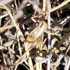 Conocephalus upoluensis at Lyneham, ACT - 15 Feb 2023 04:03 PM