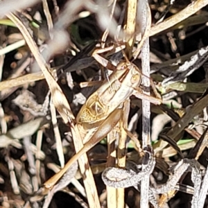 Conocephalus upoluensis at Lyneham, ACT - 15 Feb 2023