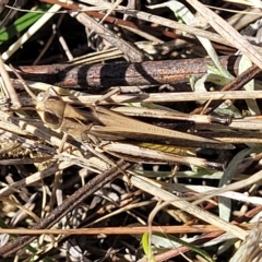 Caledia captiva (grasshopper) at Crace Grasslands - 15 Feb 2023 by trevorpreston