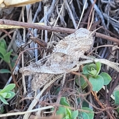 Gastrimargus musicus (Yellow-winged Locust or Grasshopper) at Lyneham, ACT - 15 Feb 2023 by trevorpreston