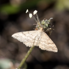 Scopula rubraria (Reddish Wave, Plantain Moth) at Paddys River, ACT - 14 Feb 2023 by JudithRoach