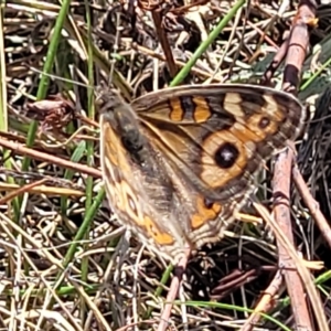 Junonia villida at Lyneham, ACT - 15 Feb 2023