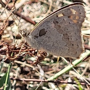 Junonia villida at Lyneham, ACT - 15 Feb 2023 03:53 PM