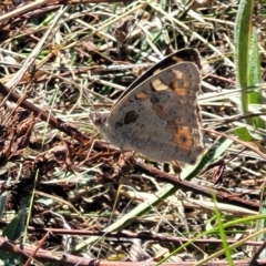 Junonia villida at Lyneham, ACT - 15 Feb 2023 03:53 PM