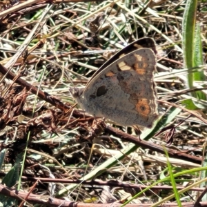 Junonia villida at Lyneham, ACT - 15 Feb 2023