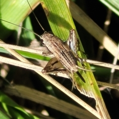 Eurepa marginipennis (Mottled bush cricket) at Lyneham, ACT - 15 Feb 2023 by trevorpreston