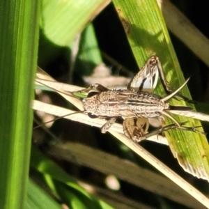 Eurepa marginipennis at Lyneham, ACT - 15 Feb 2023