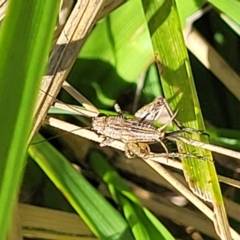 Eurepa marginipennis at Lyneham, ACT - 15 Feb 2023