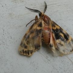 Ardices curvata (Crimson Tiger Moth) at Belconnen, ACT - 14 Feb 2023 by JohnGiacon