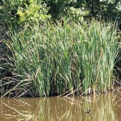 Typha sp. (Cumbungi) at Crace Grasslands - 15 Feb 2023 by trevorpreston