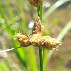 Bolboschoenus sp. (A Rush/Sedge) at Crace Grasslands - 15 Feb 2023 by trevorpreston