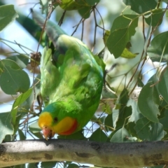 Polytelis swainsonii (Superb Parrot) at Flea Bog Flat to Emu Creek Corridor - 15 Feb 2023 by JohnGiacon