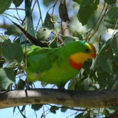 Polytelis swainsonii at Belconnen, ACT - suppressed